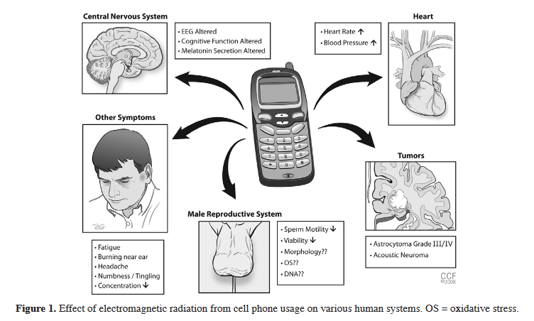 effects of electromagnetic ratiation from cell phone usage on various human systems